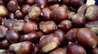 Castagne